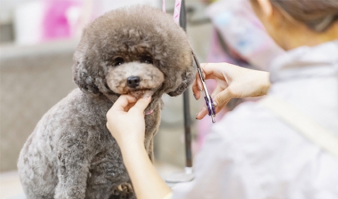 ペット関連業(ペットショップ、トリミングサロン、動物病院、ペットホテル・用品・フード 等…)